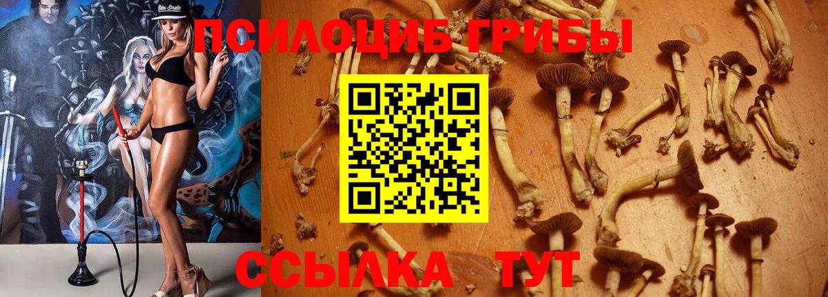 Гагарин  Псилоцибиновые грибы Cubensis  Вход с VPN 